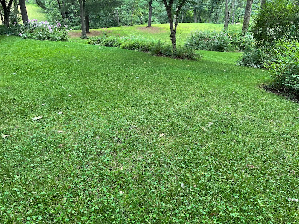 Micro Clover Seed