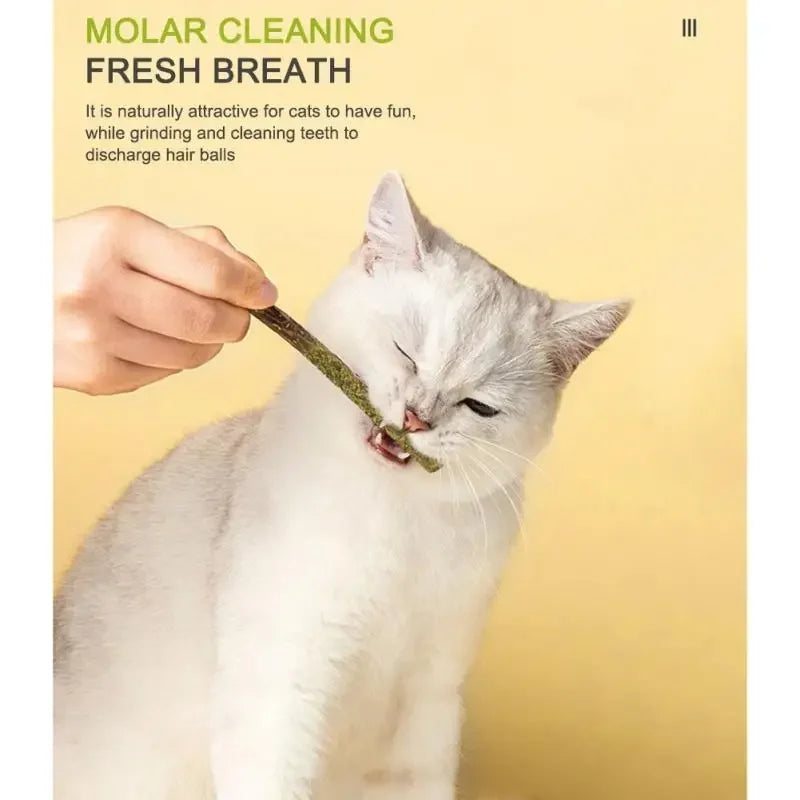 6PCS Natural Matatabi Cat Sticks – Silvervine Teeth Cleaning Treat & Cat Chew Toy