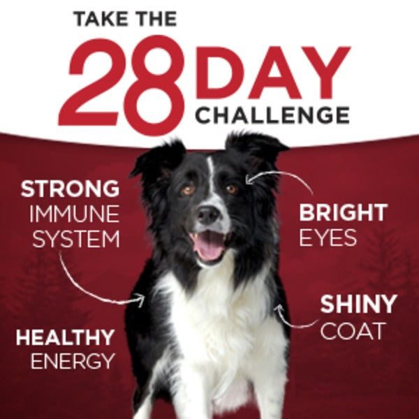 Purina ONE Grain Free, Natural Pate Wet Dog Food, SmartBlend True Instinct With Real Chicken & Duck