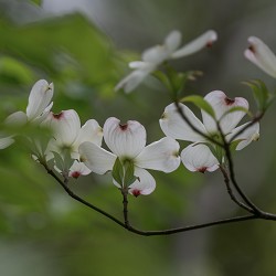 Jasmine Dogwood (SS) 5%