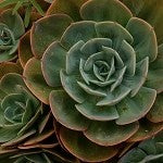 Cactus Sandalwood