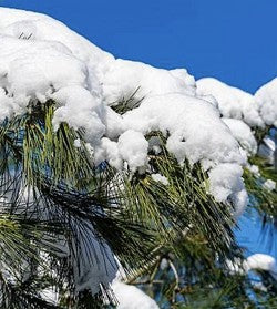White Pine