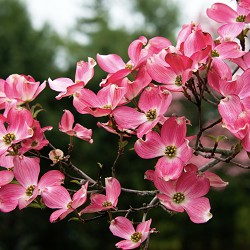 Dogwood (Scented Beads)