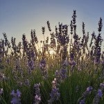 Lavender Jasmine (Scented Beads)