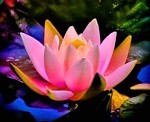 Lotus & Seastone Scented Beads ONLY