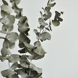 Eucalyptus (SS) 25%