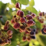 Mulberry Spice (SS) .15%