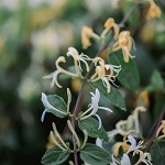 Honeysuckle (SS) 1%