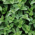 Peppermint (SS) 5%