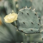 Baja Cactus (SS)