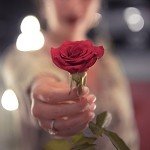 Rose (SS) 50%