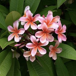 Hawaiian Plumeria (SS) 23%