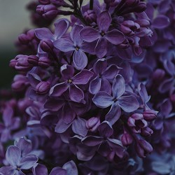 Lilac Blossom (Scented Beads)