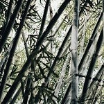 Bamboo (Scented Beads)
