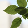 Eucalyptus Mint (Scented Beads)