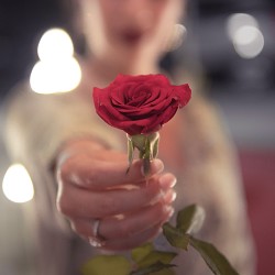 Rose (SS) 50%