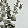 Eucalyptus (SS) 25%