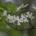 Jasmine Dogwood (SS) 5%