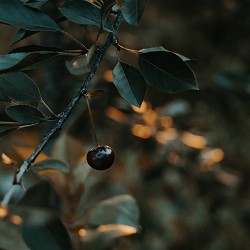 Black Cherry (SS)
