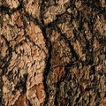 Oud Wood & Vanilla (SS) 2%