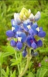 Bluebonnet (SS)