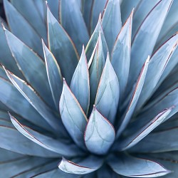 Blue Agave & Melon (SS)