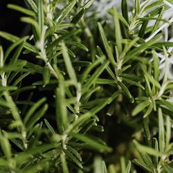Rosemary (Scented Beads)