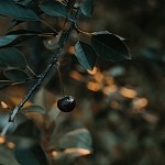 Black Cherry (SS)