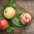 Apple (Scented Beads)