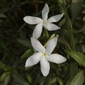 Baby Powder Jasmine (Scented Beads)