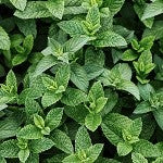 Peppermint (Scented Beads)