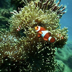 Coral Reef (Scented Beads)