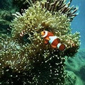 Coral Reef (SS) 3%