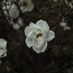 Gardenia (SS) 6.67%