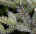 Balsam Fir (CANDLES ONLY)