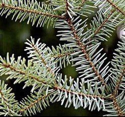 Balsam Fir (CANDLES ONLY)