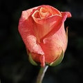 Leather Rose (Scented Beads)