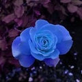 Blue Gardenia (SS)