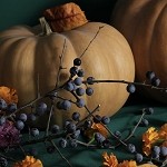 Blueberry Pumpkin Patch (SS)