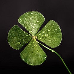 Green Irish Tweed (Scented Beads)